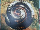 Nine Inch Nails Closer To God/Further Away 12