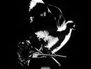 Pop Smoke SHOOT FOR THE STARS (602435269306) Deluxe Edition NEW VINYL 3 LP