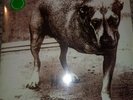 Alice In Chains ?– Alice In Chains - Green Vinyl - 2 LP