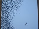 WILCO SKY BLUE SKY two 180 gram LPs M/M plus M/M CD