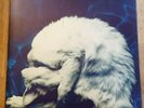 Chapterhouse LP Whirlpool UK 1991 Dedicated 1st Press & 1 Sided 12