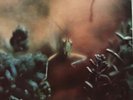 Steely Dan / Katy Lied UK 1975 1e press ABCL 5095 Excellent LP vinyl