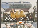 WILCO: wilco (the album) NONESUCH 12