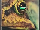 TOAD 