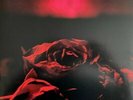 Paper Kites Roses limited CHERRY BOMB vinyl LP gatefold NEW/SEALED