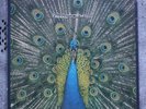 The Bluetones Expecting to Fly LP Numbered Ltd Edition Rare indie Brit-pop 1996