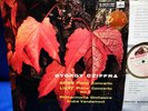 @HMV ASD 301 *WHITE/GOLD* GYORGY CZIFFRA* GRIEG /LISZT PIANO CTOS* VANDERNOOT