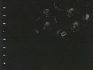 CRUMB - Ice Melt - Vinyl (gatefold LP)