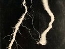 Two versions of White Noise 