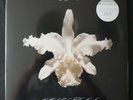 Kings of Leon - Aha Shake Heartbreak - 2LP - transparent vinyl - New & sealed