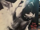 Damien Every Dog Has It’s Day Vinyl Record No Skips Good Condition
