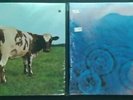 (2) Vintage PINK FLOYD Meddle & Atom Heart Mother Promo ?FACTORY SEALED? Albums
