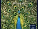 The Bluetones - Expecting To Fly: 25th Anniversary [Gatefold 180-Gram Black Viny