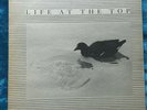 Life at the Top lp + Abstract Mag 1984 Coil Attrition LPD Muslimgauze etc indust