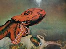 Gentle Giant - Octopus Vinyl Schallplatte Vertigo 6360 080 First German edition