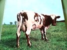 Pink Floyd Atom Heart Mother Vtg Vinyl Record Harvest SKAO-383 LP Gatefold 1975