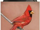 Alexisonfire Old Crows Young Cardinals Vinyl 2 x LP / New City and Colour