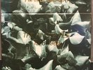 kate bush The Single File 1978-1983 Boxset 7” Mint