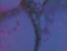 FIAT LUX - Twisted Culture - Vinyl (gatefold LP)