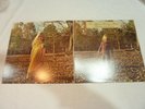 The Allman Brothers Band - Brothers and Sistera - USA 1973