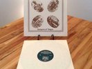SPRIGUNS OF TOLGUS[JACK WITH A FEATHER]1975 UK FOLK PSYCH ASC-7755 LP Alida Star