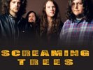 Screaming Trees - Live at the Coach House, San Juan Capistrano, 1993 12