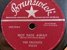 The Crickets RARE 78 rpm NOT FADE AWAY Oh Boy  MONO Brunswick BUDDY HOLLY Look