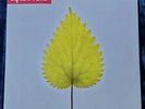 Depeche Mode - Free Love Double 12