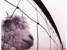 Sony Pearl Jam - VS.