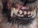 Blanck Mass World Eater (Ltd.Clear With Red (Vinyl) (UK IMPORT)