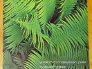 Ypsilon In Malaysian Pale - Edgar Froese (1975) Germany Vinyl LP Brain