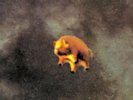 Pink Floyd - Animals - 1977 US 1st Press JC 34474  Gatefold