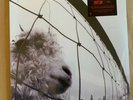 Pearl Jam – Vs.- 180g LP Vinyl Record 12