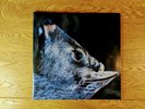 Toe. The Book About My Idle Plot On A Vague Anxiety. Clear W/Blue smoke vinyl LP