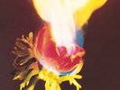 ADORABLE - AGAINST PERFECTION NEW VINYL