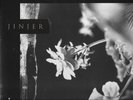 Jinjer FACTORY SEALED LIMITED TO 300 WALLFLOWERS LP/GATEFOLD/COKE BOTTLE VINYL