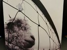 Pearl Jam Vs. LP Vinyl Record Used