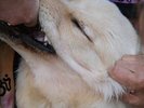 CHRISTIAN FENNESZ / JIM  O'ROURKE - IT'S HARD FOR ME TO SAY I'M SORRY NEW VINYL