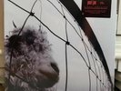 PEARL JAM Vs. Vinyl LP NEW Hype Sticker 180 Gram Audiophile Pressing DAUGHTER Go