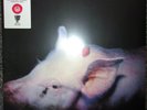 The Damned - Strawberries RECORD STORE DAY 2022  Pink Vinyl Record LP - NEW