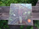 ORIGINAL '68 DRAGONFLY SELF TITLED S/T LP RARE PRIVATE PRESS PSYCH FUZZ EX  