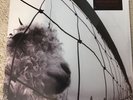 Pearl Jam – Vs LP 2011 Remastered Sealed New Vinyl