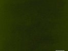 Kendrick Lamar untitled unmastered.  (Vinyl)  12