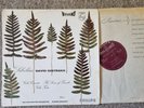SABL 195 ED1 Oistrakh Sibelius Violin Concerto....Philips HI-FI STEREO