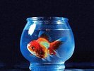 Vince Staples Big Fish Theory VINYL NEW