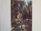Van Morrison Tupelo Honey MINT Australia pressing 12'' vinyl Lp 1971 rare rock