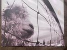 PEARL JAM / VS by Pearl Jam (Record)