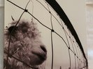 Pearl Jam: Vs., Vinyl LP, Gatefold w/ Insert (180g)