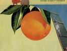 Robert Pollard - (Dislodge) The Immortal Orangemen [Book + 7