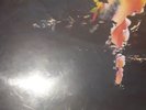 The Avalanches Since I Left You 20th Ann. Definitive Edition 4 LP Vinyl 180 gram